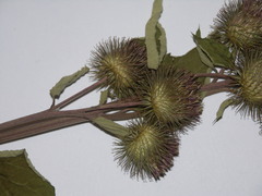 Arctium × nothum