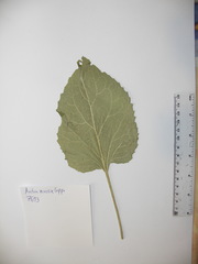Arctium × nothum