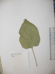 Arctium × nothum