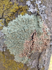 Flavoparmelia soredians