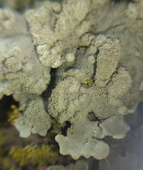 Flavoparmelia soredians