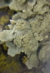 Flavoparmelia soredians