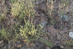 Pentziinae