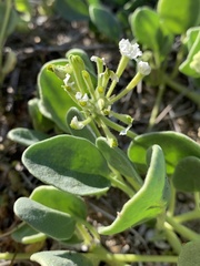 Abronia umbellata