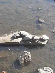 Trachemys scripta