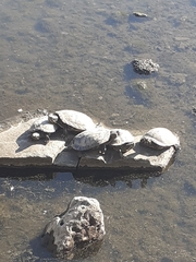 Trachemys scripta