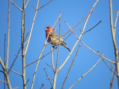 Haemorhous mexicanus