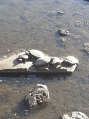 Trachemys scripta