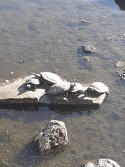 Trachemys scripta