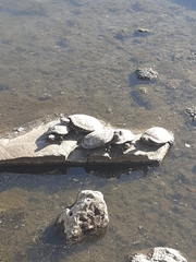 Trachemys scripta