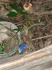 Trimeresurus macrops