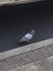 Columba livia