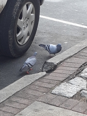 Columba livia