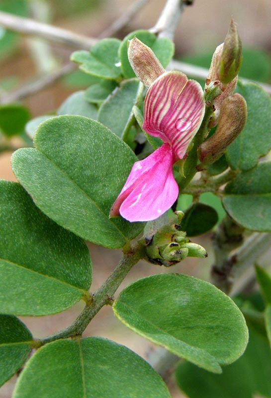 Indigofera schimperi
