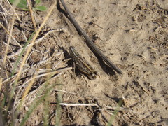 Dichroplus pratensis