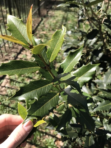 Osmanthus (Osmanthus armatus)