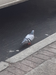 Columba livia