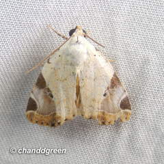 Pseudeustrotia semialba