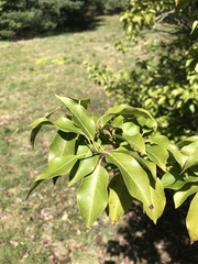 Ilex pedunculosa