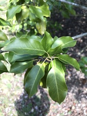 Ilex pedunculosa