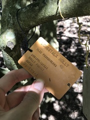 Ilex pedunculosa