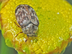 Anthrenocerus australis