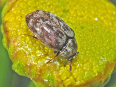 Anthrenocerus australis