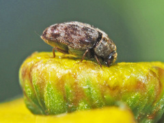 Anthrenocerus australis