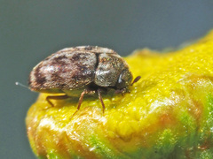 Anthrenocerus australis