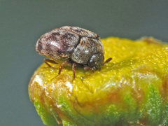 Anthrenocerus australis