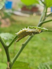 Mechanitis polymnia kayei