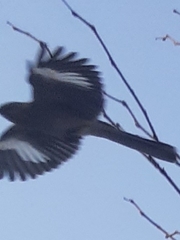 Mimus polyglottos