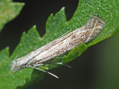 Isophrictis striatella