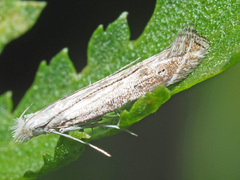 Isophrictis striatella