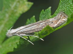Isophrictis striatella