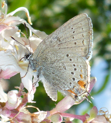 Satyrium californica