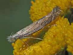 Isophrictis striatella