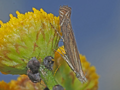Isophrictis striatella