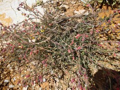 Fumana arabica