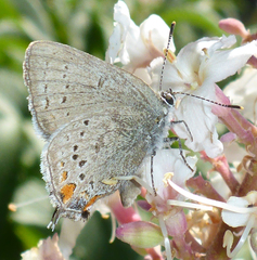 Satyrium californica