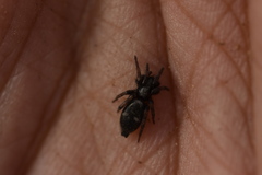 Herpyllinae