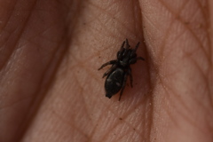 Herpyllinae