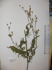 Crepis setosa