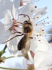 Andrena scotica