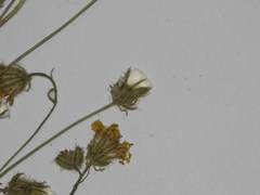 Crepis setosa