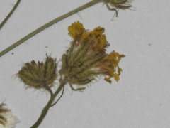 Crepis setosa