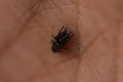 Herpyllinae