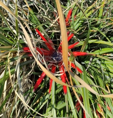 Fascicularia bicolor bicolor
