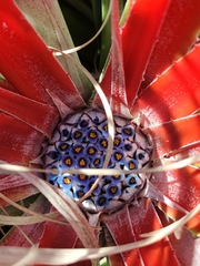 Fascicularia bicolor bicolor