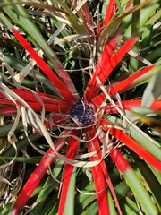 Fascicularia bicolor bicolor